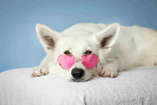 Embroidery vs. Printing: Which Customization Technique is Best for Pet Accessories?