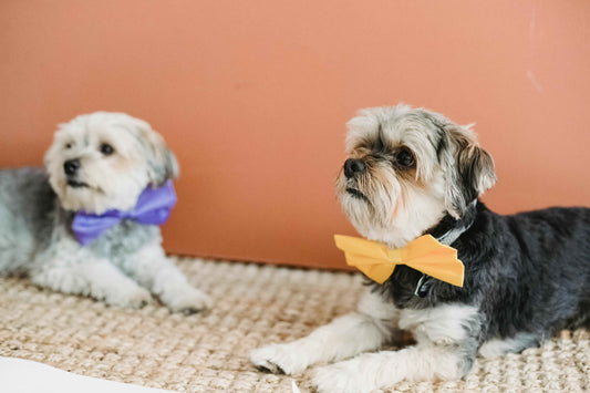 Top 10 Pet Grooming Tips for a Shiny Coat and Healthy Skin