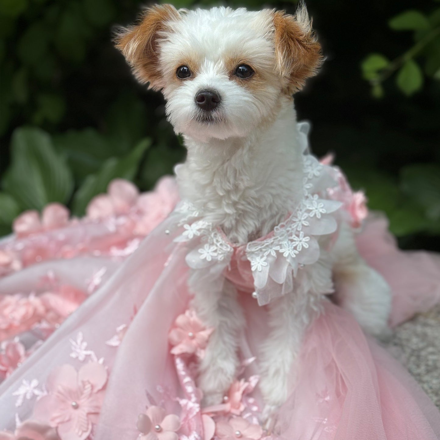 Pink 3D Floral Wedding Gown for Dogs/Cats – Long Train