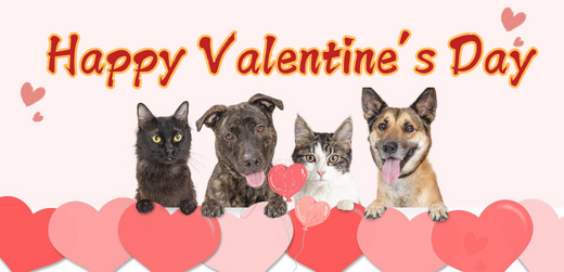 Celebrate Valentine’s Day with a Custom Pet Tutu