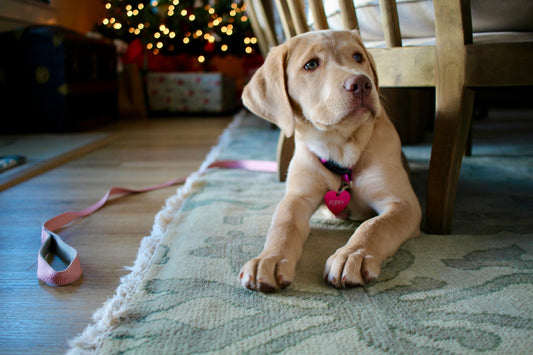Best Dog Dad Gift for Pet Gift for Him This Father’s Day